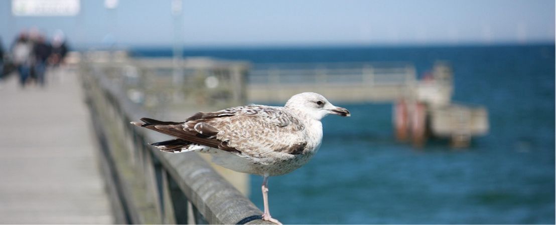 Ostseebad Wustrow: Ferienwohnungen und Häuser direkt am Strand
