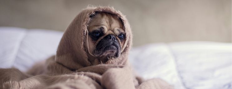 Hund