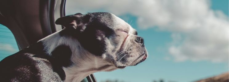 Hundepaket