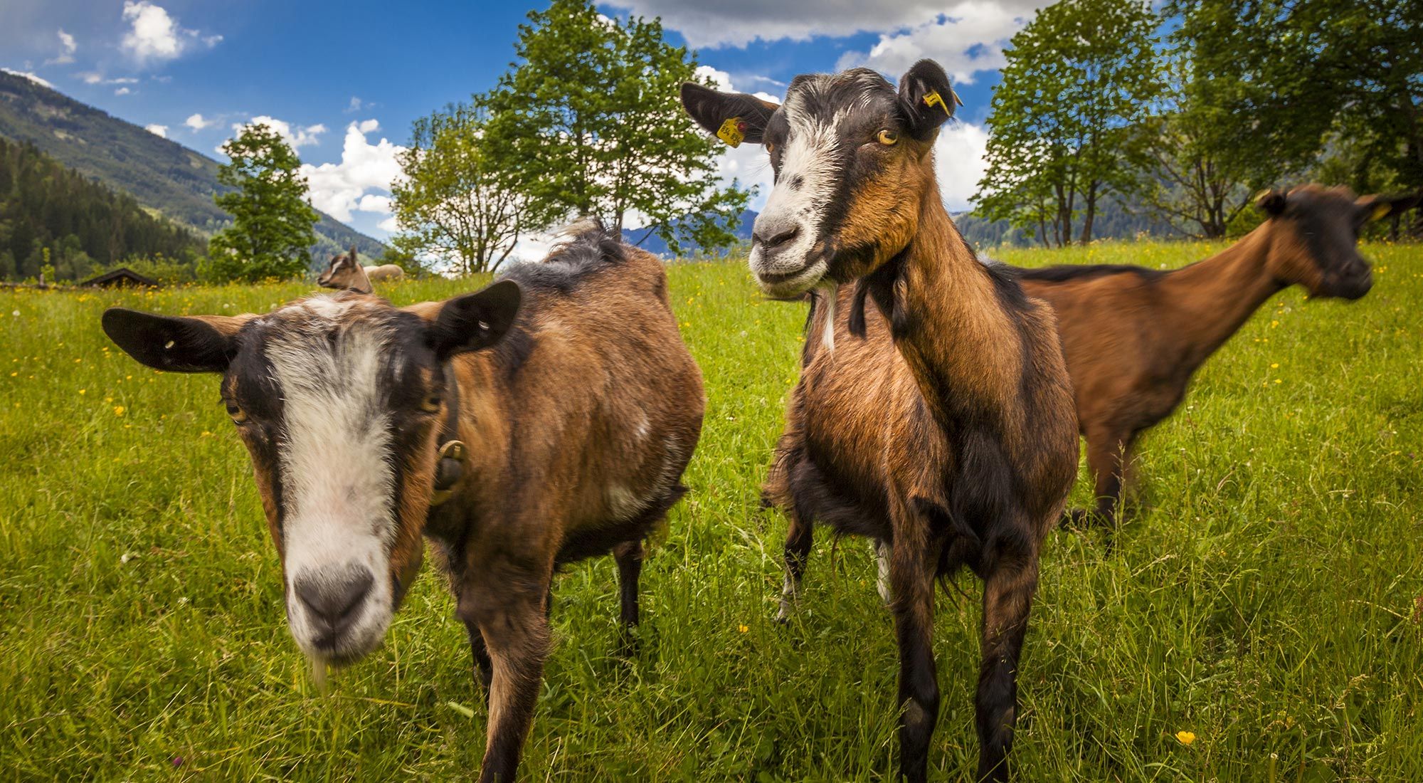  Gasteiner Bergappartement Hohe Tauern - 