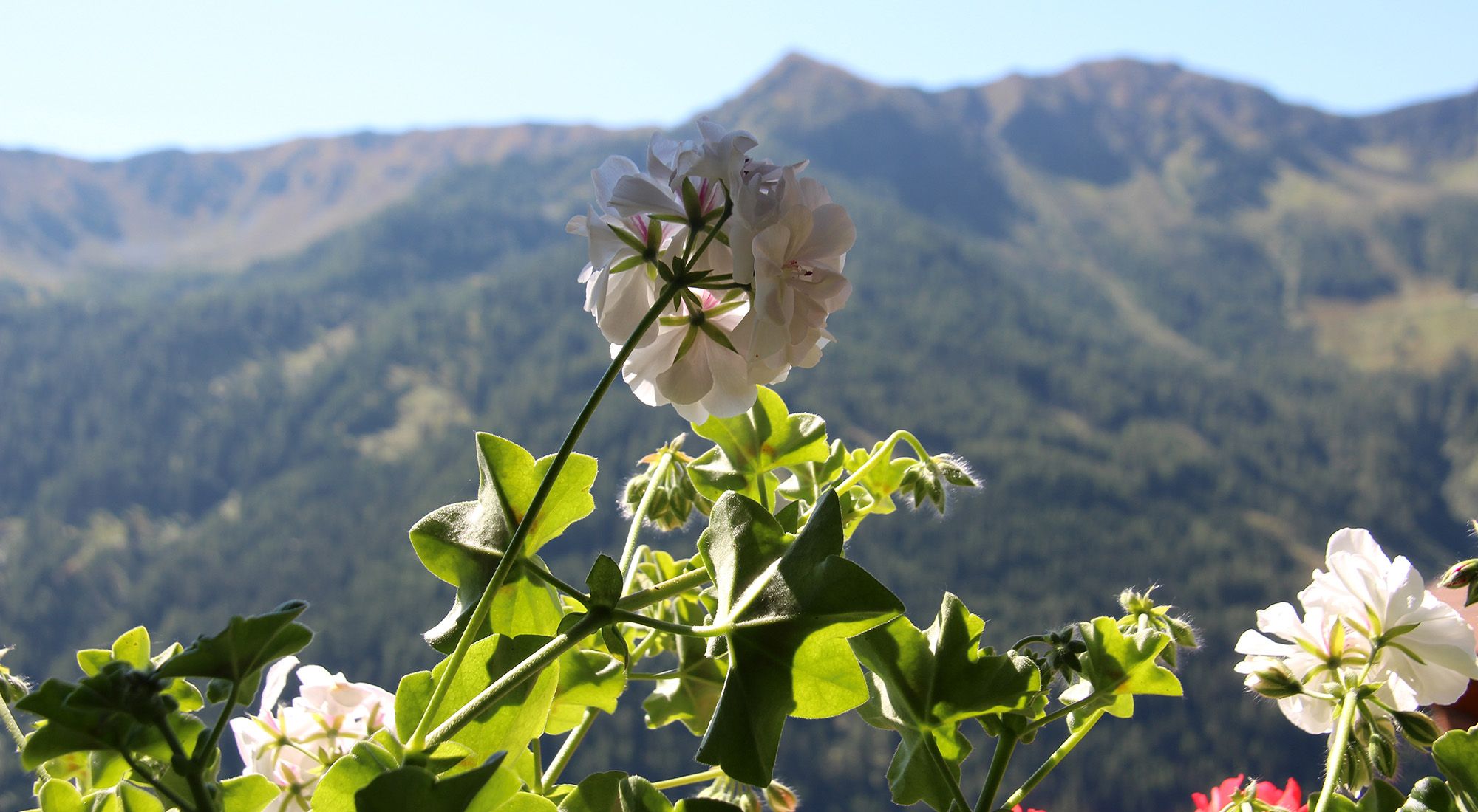  Erwins Berghütte | Trentino | Südtirol Südtirol - 